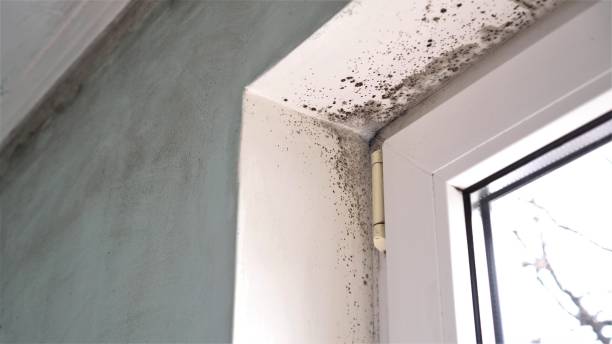 Professional Mold Inspection, Removal & Remediation in Lewistown, IL