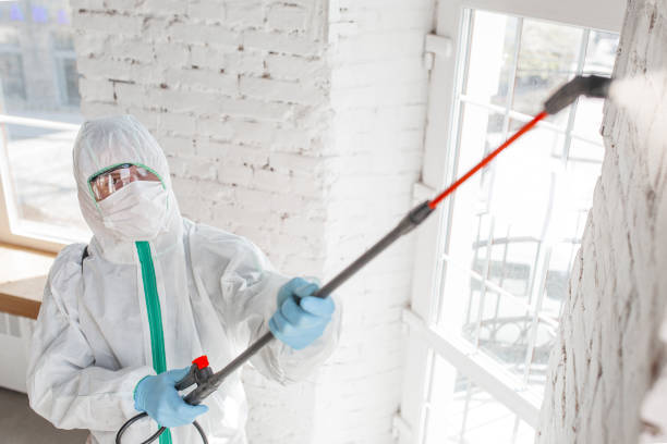 Best Black Mold Removal  in Lewistown, IL