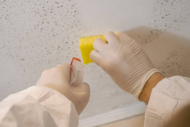 Best Residential Mold Inspection & Testing  in Lewistown, IL