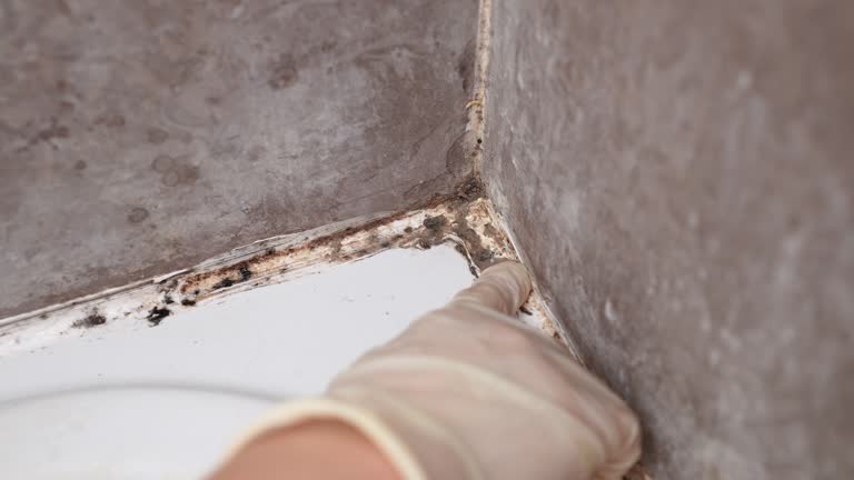 Best Mold Prevention Services  in Lewistown, IL